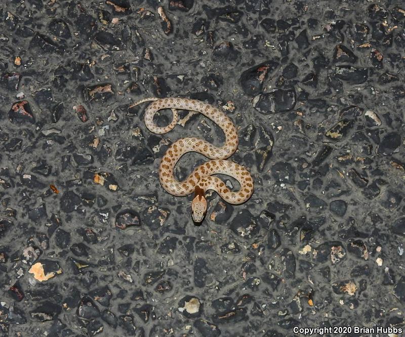 Chihuahuan Nightsnake (Hypsiglena jani)