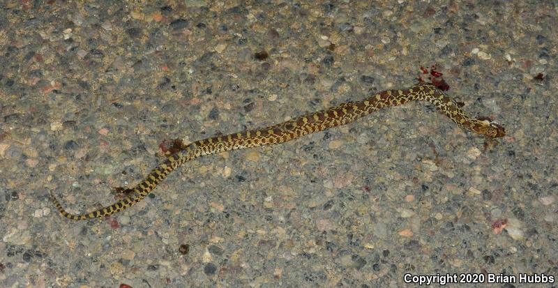 Sonoran Gopher Snake (Pituophis catenifer affinis)