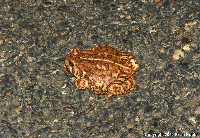 SouthWestern Woodhouse's Toad (Anaxyrus woodhousii australis)