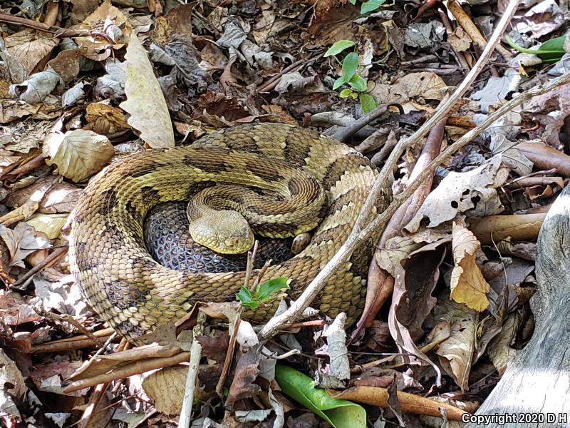 Timber Rattlesnake (Crotalus horridus)