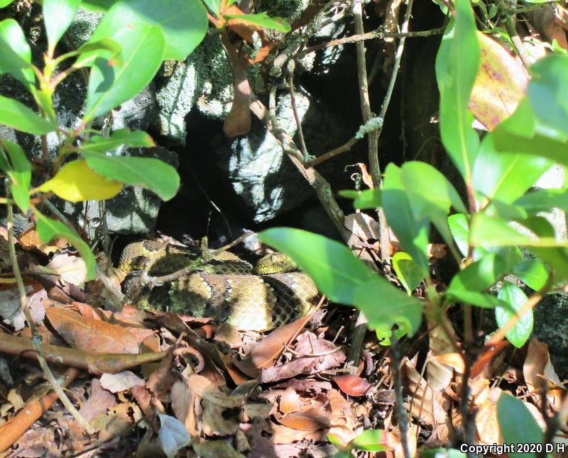 Timber Rattlesnake (Crotalus horridus)