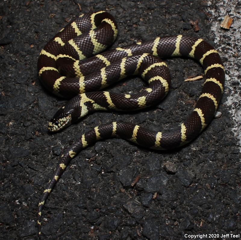 California Kingsnake (Lampropeltis getula californiae)