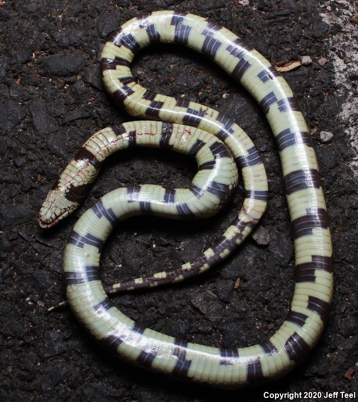 California Kingsnake (Lampropeltis getula californiae)