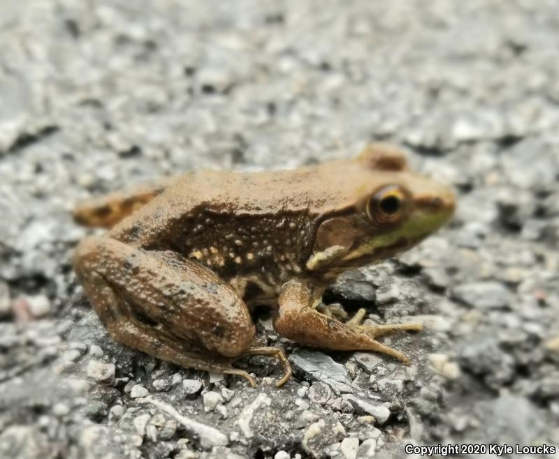 Northern Green Frog (Lithobates clamitans melanota)