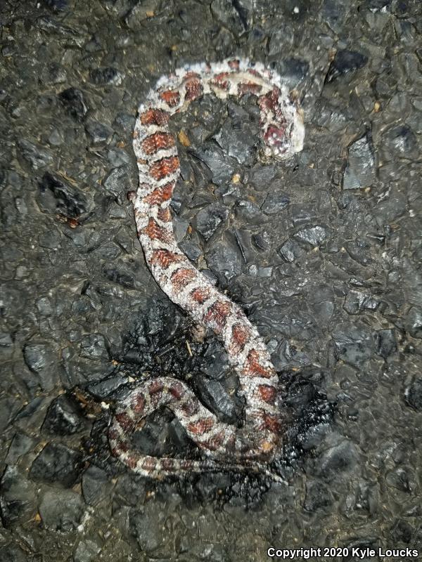 Eastern Milksnake (Lampropeltis triangulum triangulum)