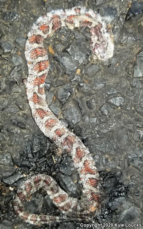 Eastern Milksnake (Lampropeltis triangulum triangulum)