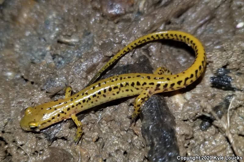 Long-tailed Salamander (Eurycea longicauda longicauda)