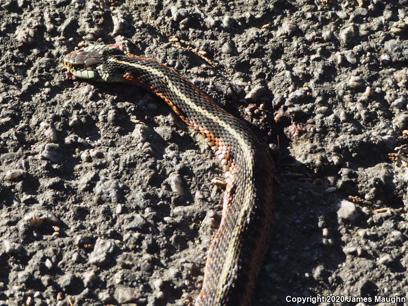 Coast Gartersnake (Thamnophis elegans terrestris)