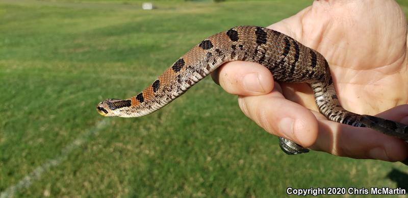 Eastern Hog-nosed Snake (Heterodon platirhinos)