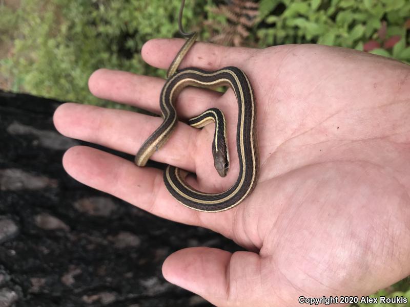 Eastern Ribbonsnake (Thamnophis sauritus sauritus)