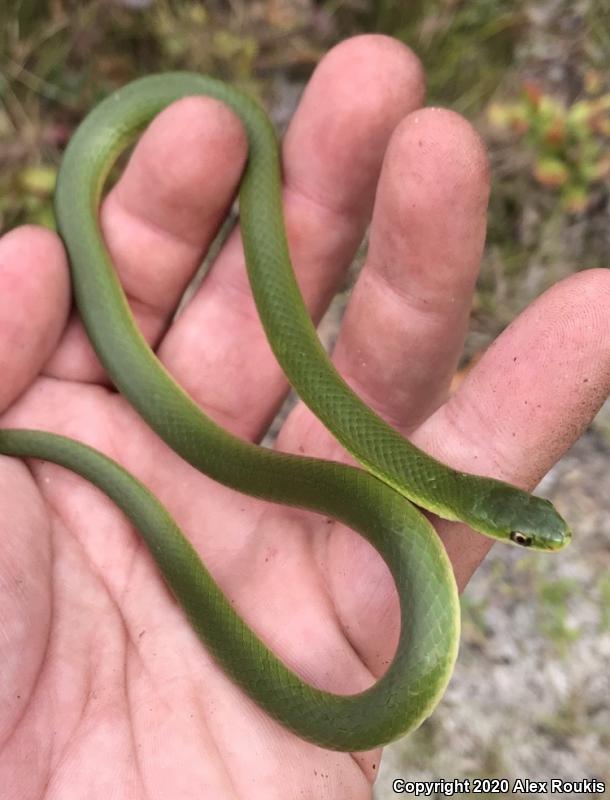 Eastern Smooth Greensnake (Opheodrys vernalis vernalis)