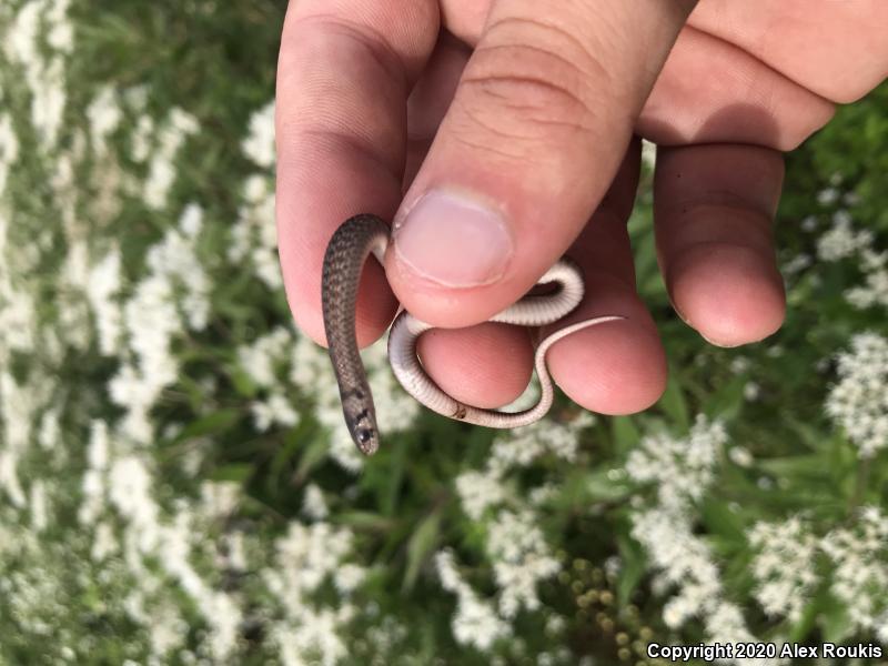 Northern Brownsnake (Storeria dekayi dekayi)