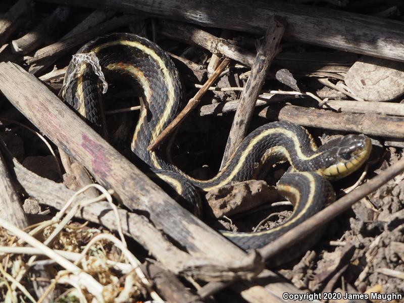 Coast Gartersnake (Thamnophis elegans terrestris)