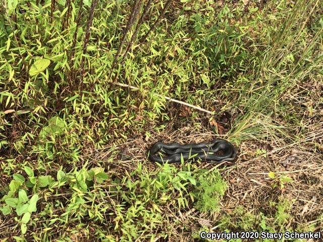 North American Racer (Coluber constrictor)