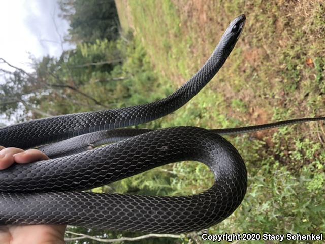 North American Racer (Coluber constrictor)