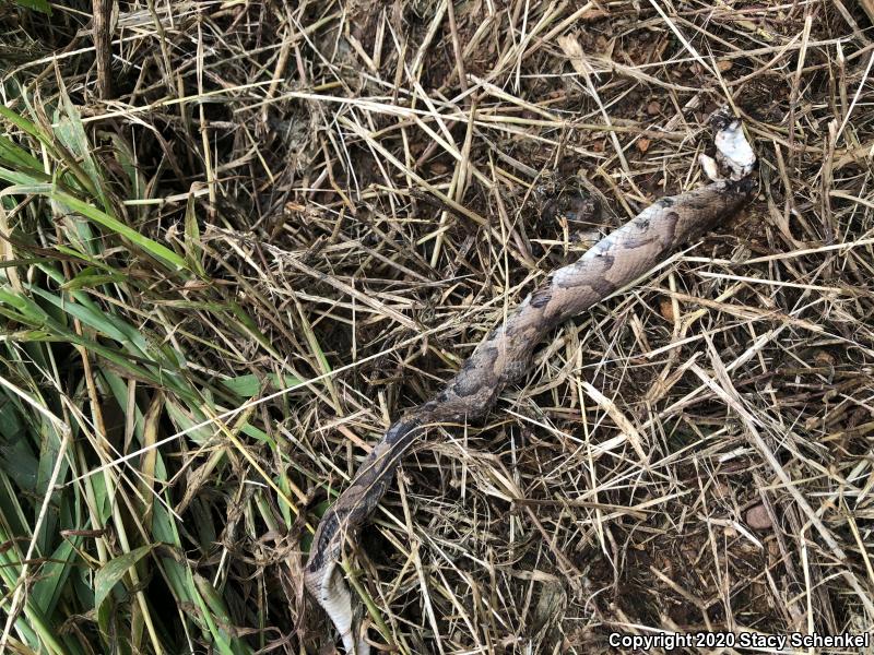 Copperhead (Agkistrodon contortrix)