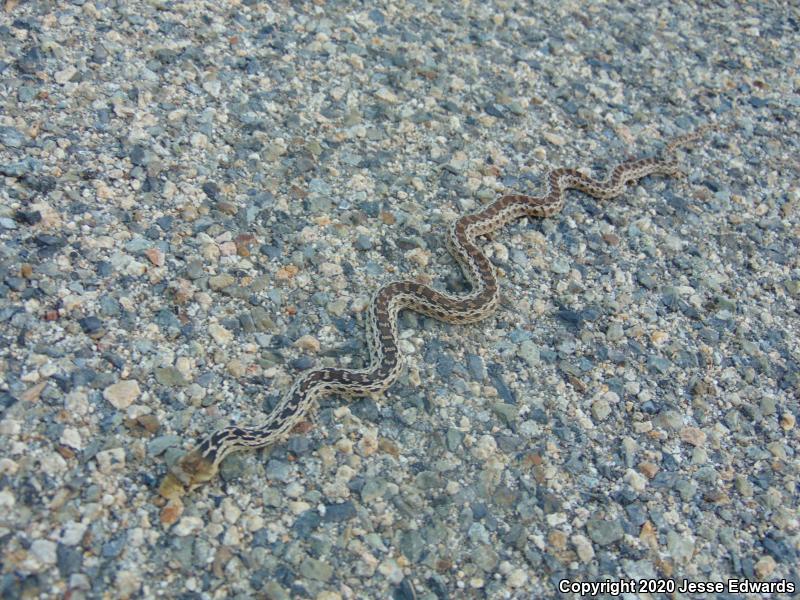 San Diego Gopher Snake (Pituophis catenifer annectens)