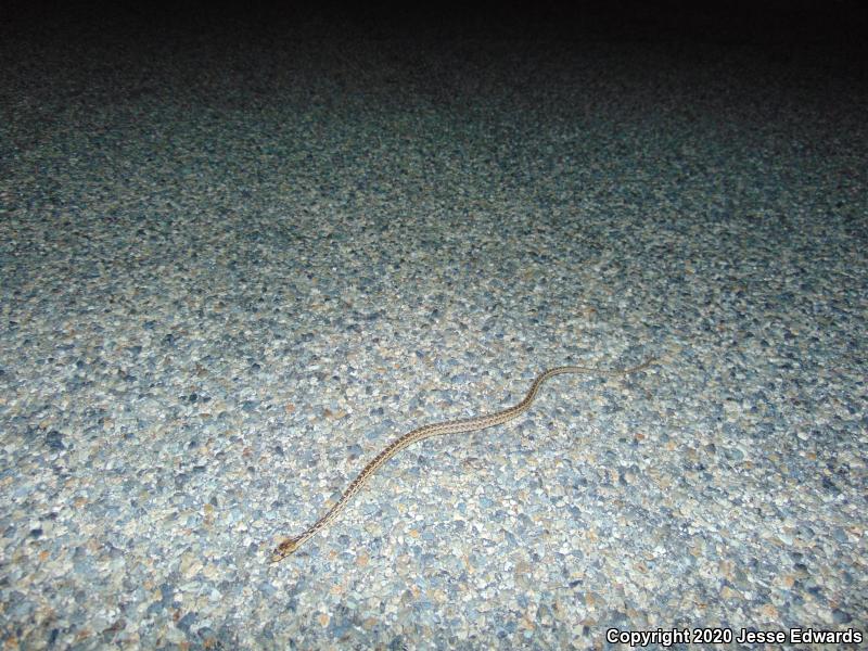 San Diego Gopher Snake (Pituophis catenifer annectens)