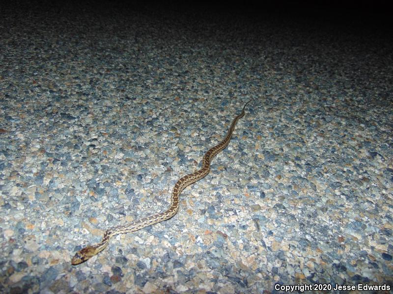 San Diego Gopher Snake (Pituophis catenifer annectens)