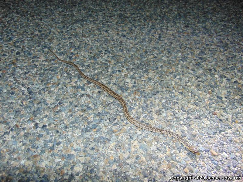 San Diego Gopher Snake (Pituophis catenifer annectens)