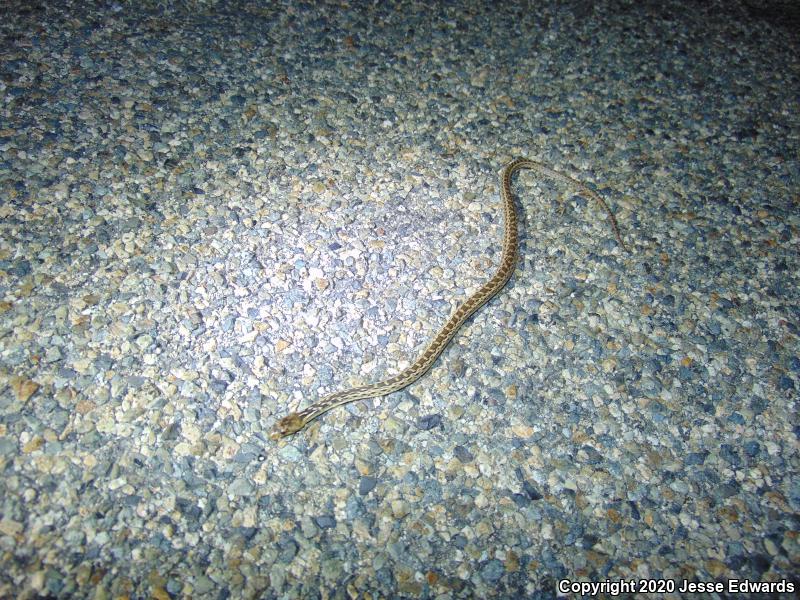 San Diego Gopher Snake (Pituophis catenifer annectens)