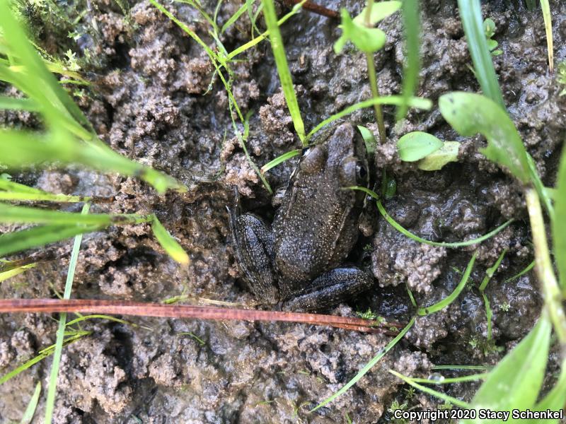 Green Frog (Lithobates clamitans)