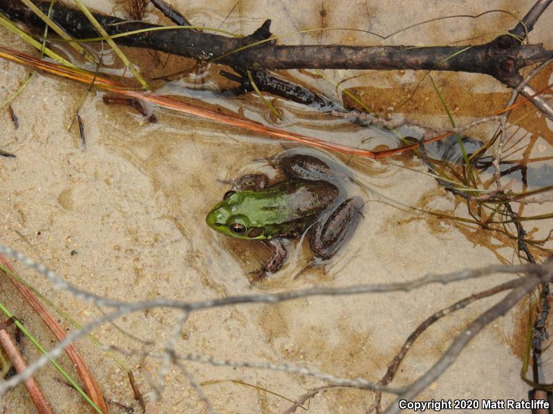 Green Frog (Lithobates clamitans)