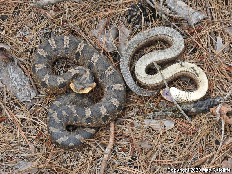 Eastern Hog-nosed Snake (Heterodon platirhinos)