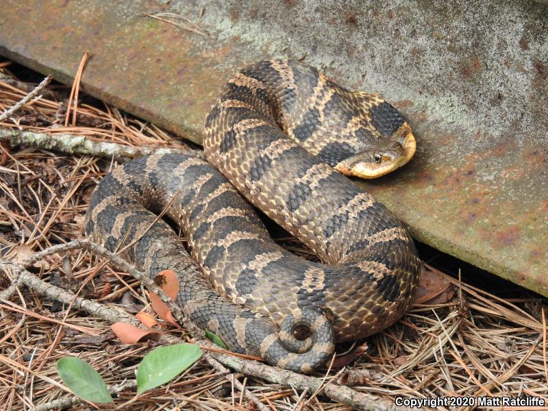 Eastern Hog-nosed Snake (Heterodon platirhinos)