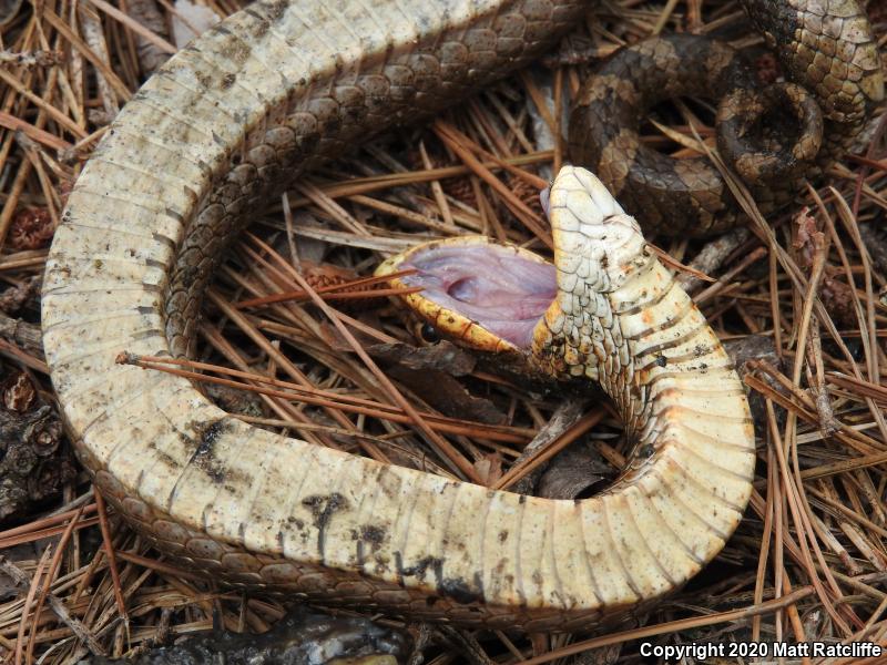 Eastern Hog-nosed Snake (Heterodon platirhinos)