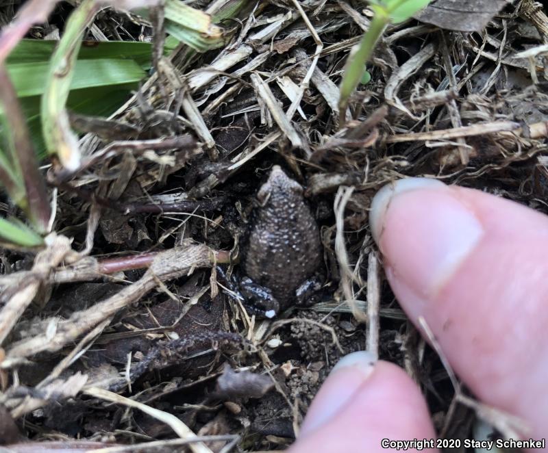 Eastern Narrow-mouthed Toad (Gastrophryne carolinensis)