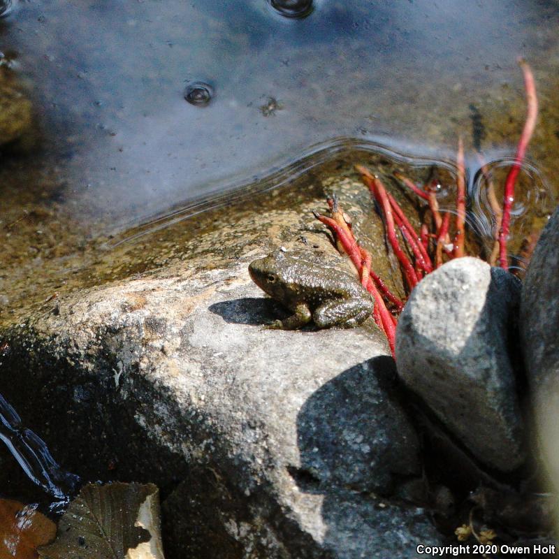 Foothill Yellow-legged Frog (Rana boylii)