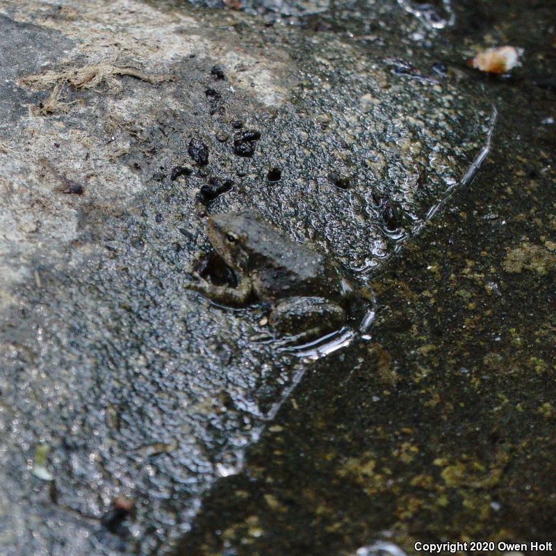 Foothill Yellow-legged Frog (Rana boylii)