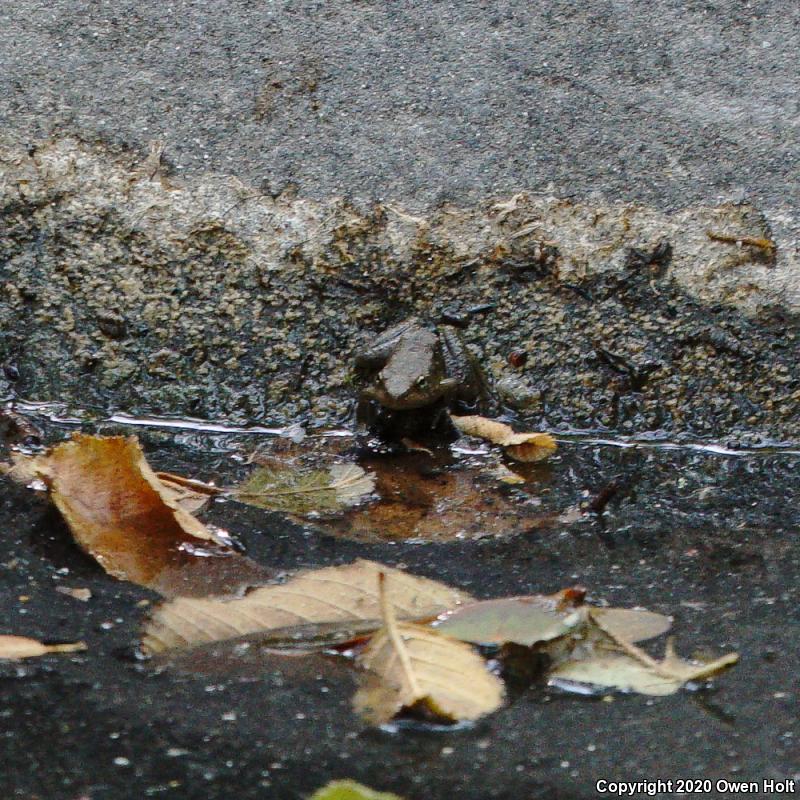 Foothill Yellow-legged Frog (Rana boylii)