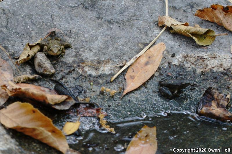 Foothill Yellow-legged Frog (Rana boylii)