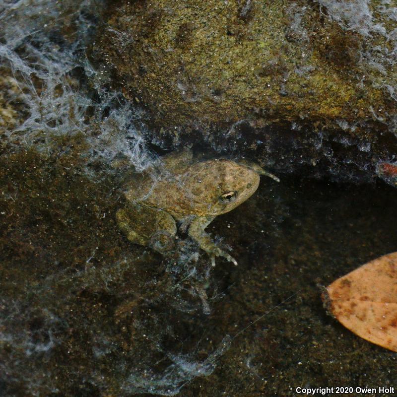 Foothill Yellow-legged Frog (Rana boylii)