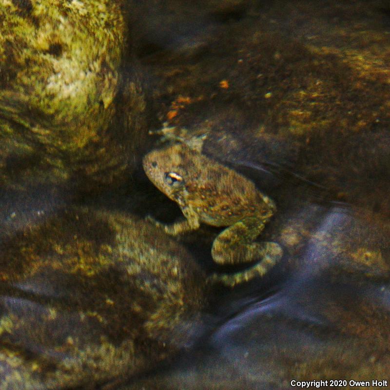 Foothill Yellow-legged Frog (Rana boylii)
