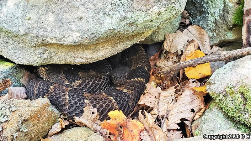 Timber Rattlesnake (Crotalus horridus)