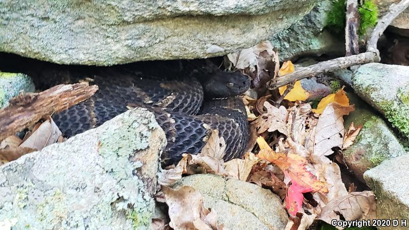 Timber Rattlesnake (Crotalus horridus)