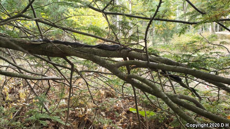 Black Ratsnake (Pantherophis obsoletus obsoletus)