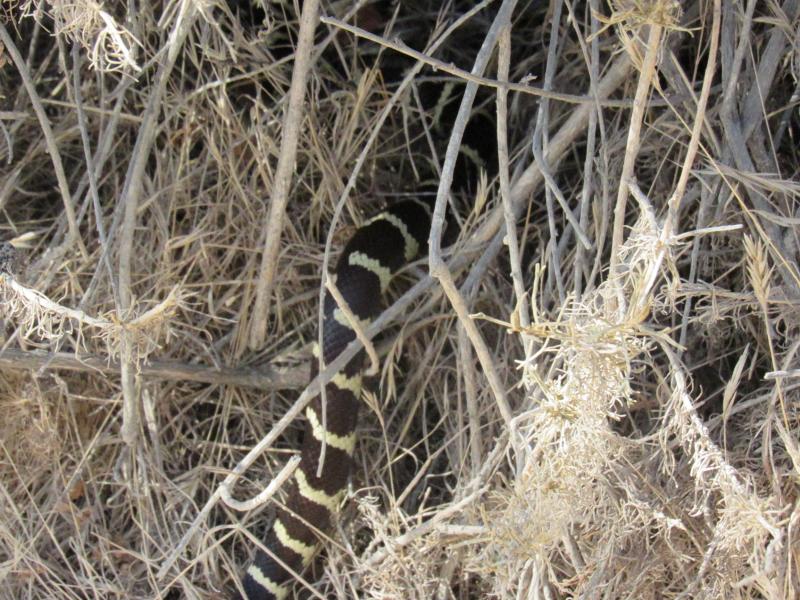 California Kingsnake (Lampropeltis getula californiae)