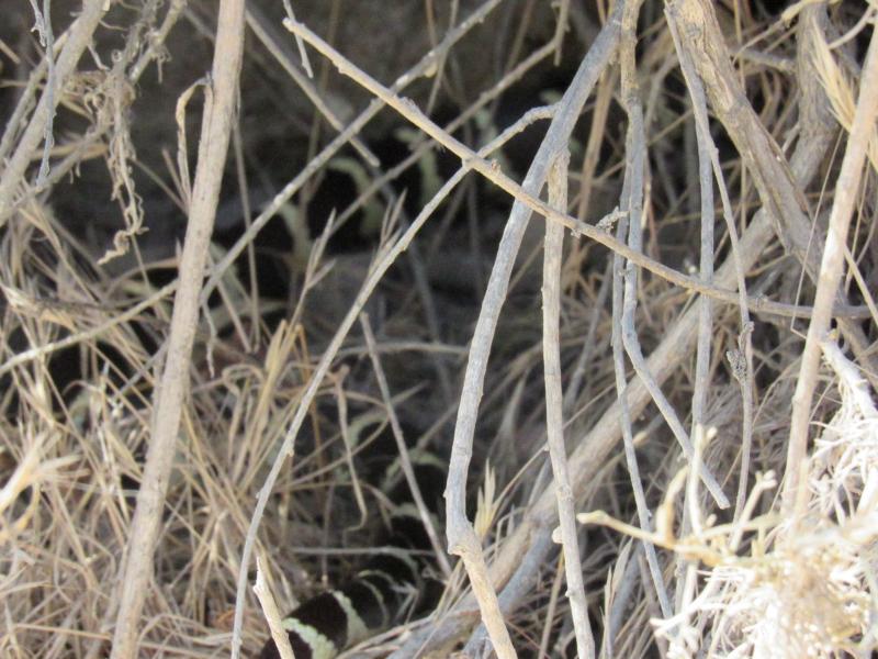 California Kingsnake (Lampropeltis getula californiae)