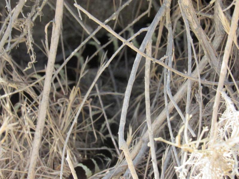 California Kingsnake (Lampropeltis getula californiae)