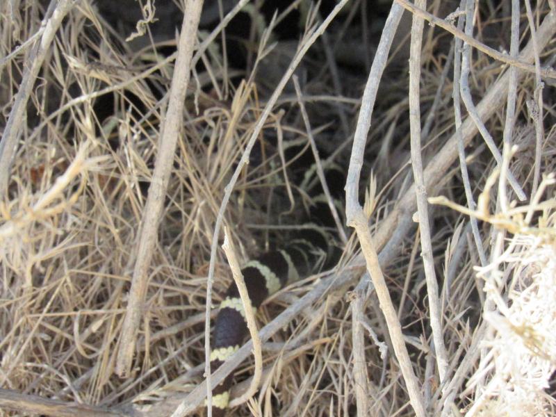 California Kingsnake (Lampropeltis getula californiae)