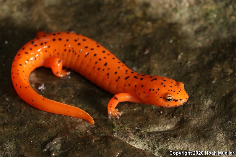 Northern Red Salamander (Pseudotriton ruber ruber)