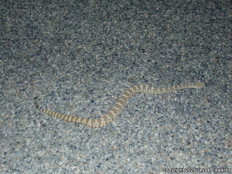 Speckled Rattlesnake (Crotalus mitchellii)