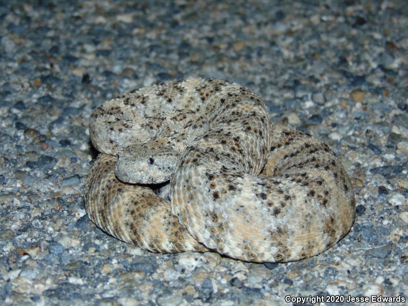 Speckled Rattlesnake (Crotalus mitchellii)