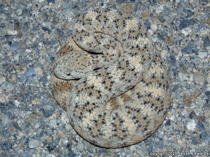 Speckled Rattlesnake (Crotalus mitchellii)