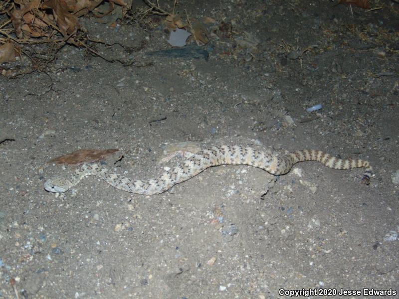 Speckled Rattlesnake (Crotalus mitchellii)