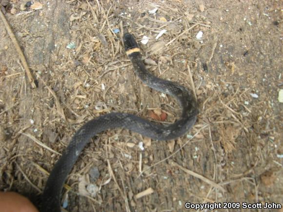 Southern Ring-necked Snake (Diadophis punctatus punctatus)